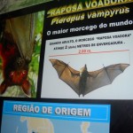 Morcegos no Aquário de São Paulo