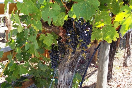 Benziger Winery: vinícola kid-friendly no Napa Valley
